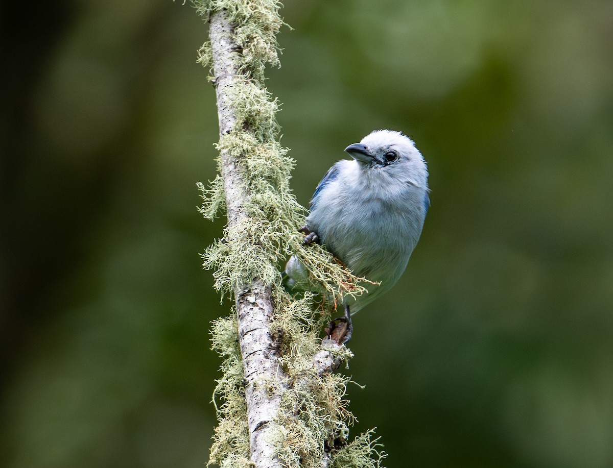 Blue-gray Tanager - ML621609934