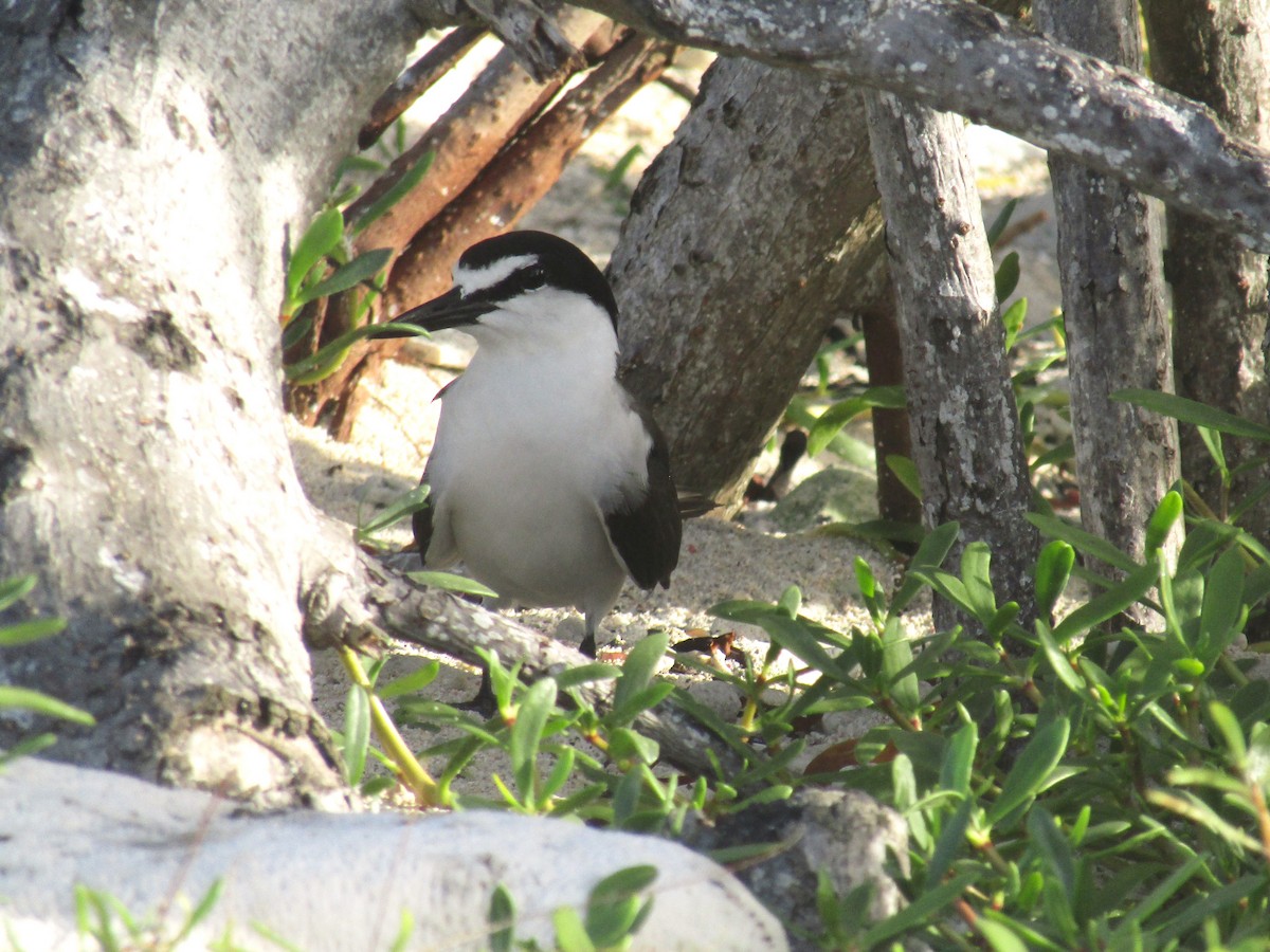 Bridled Tern - ML621609937