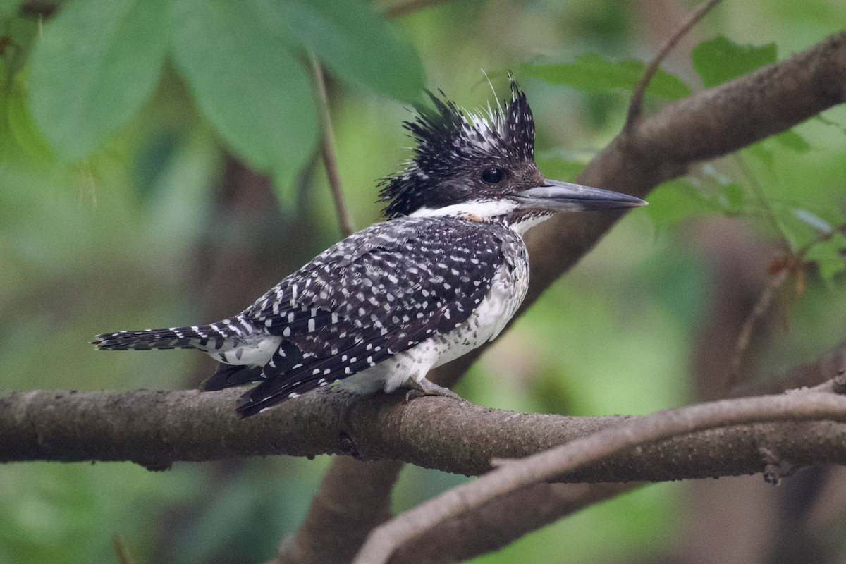 Crested Kingfisher - Aseem Gupta