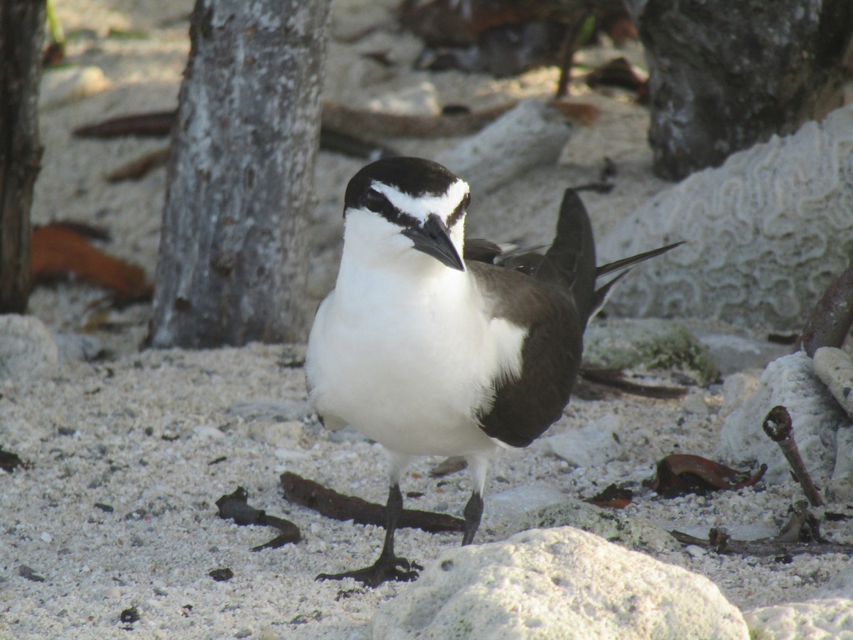 Bridled Tern - ML621609948