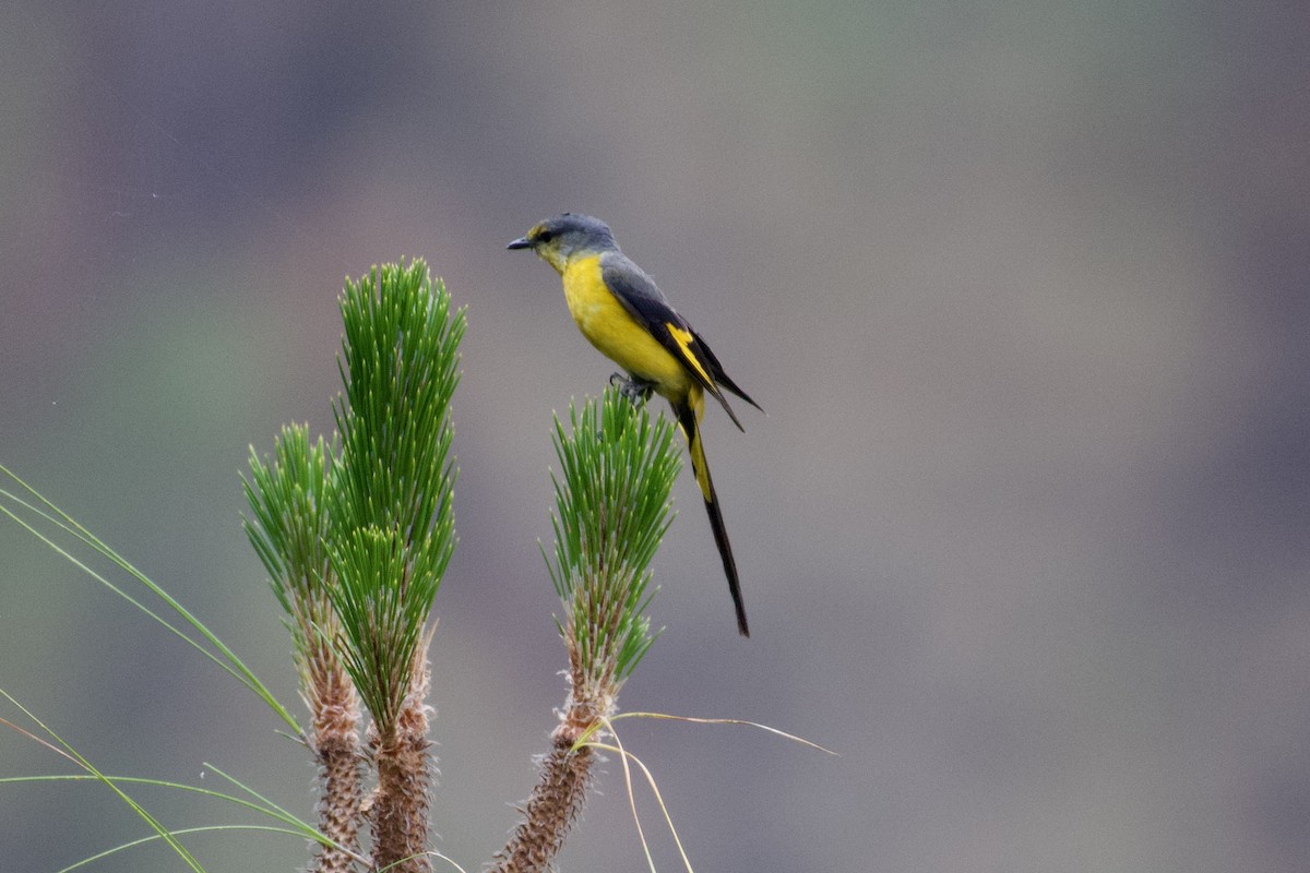 Long-tailed Minivet - ML621609950