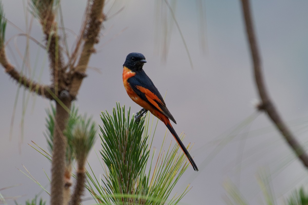 Long-tailed Minivet - ML621609951