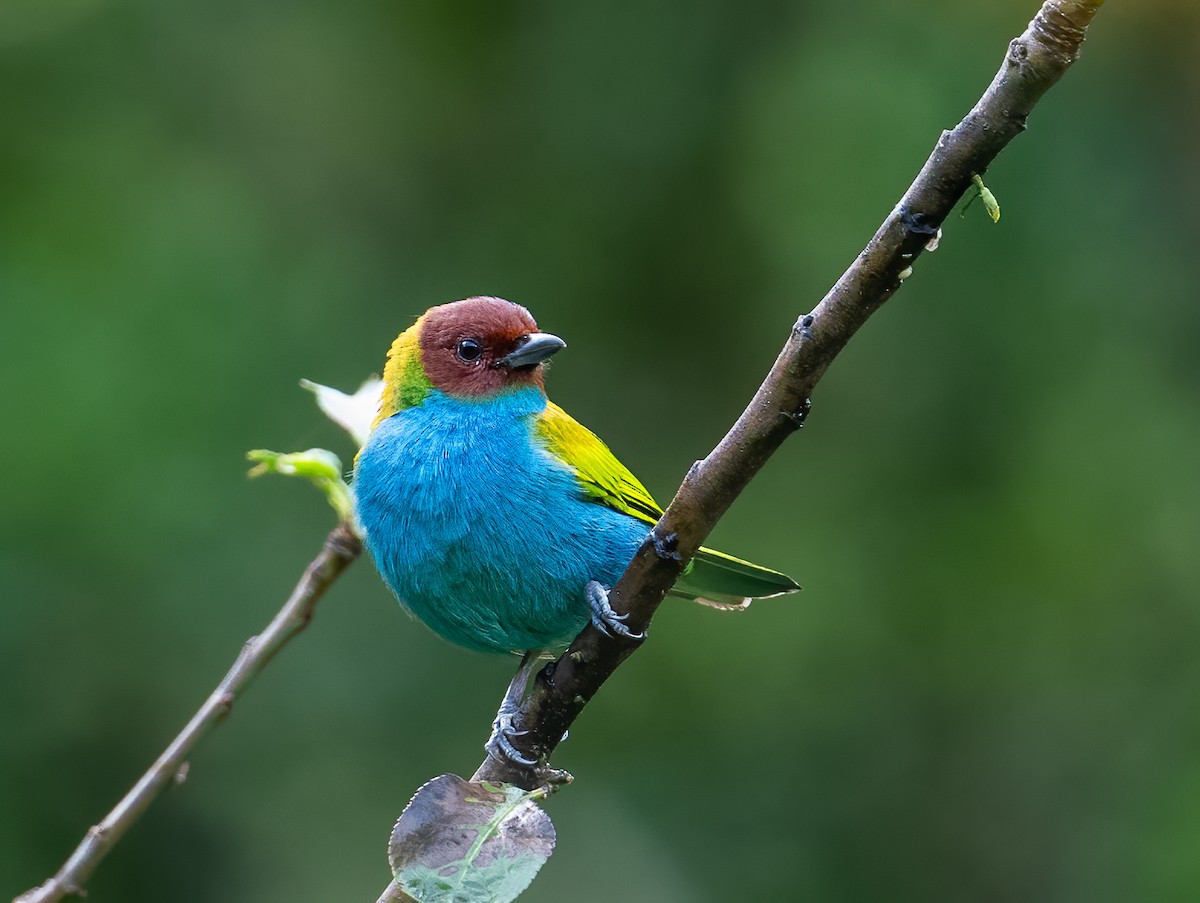 Bay-headed Tanager - ML621609960