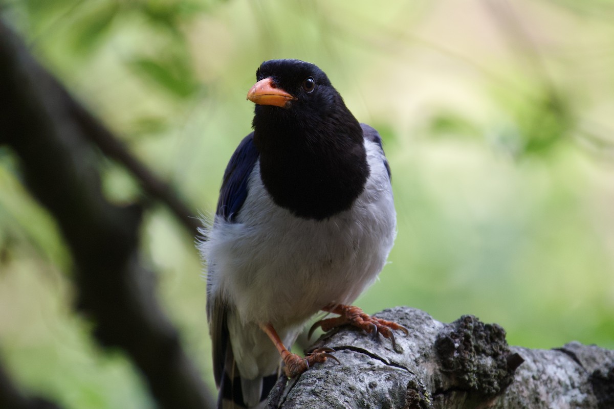 Red-billed Blue-Magpie - ML621609961