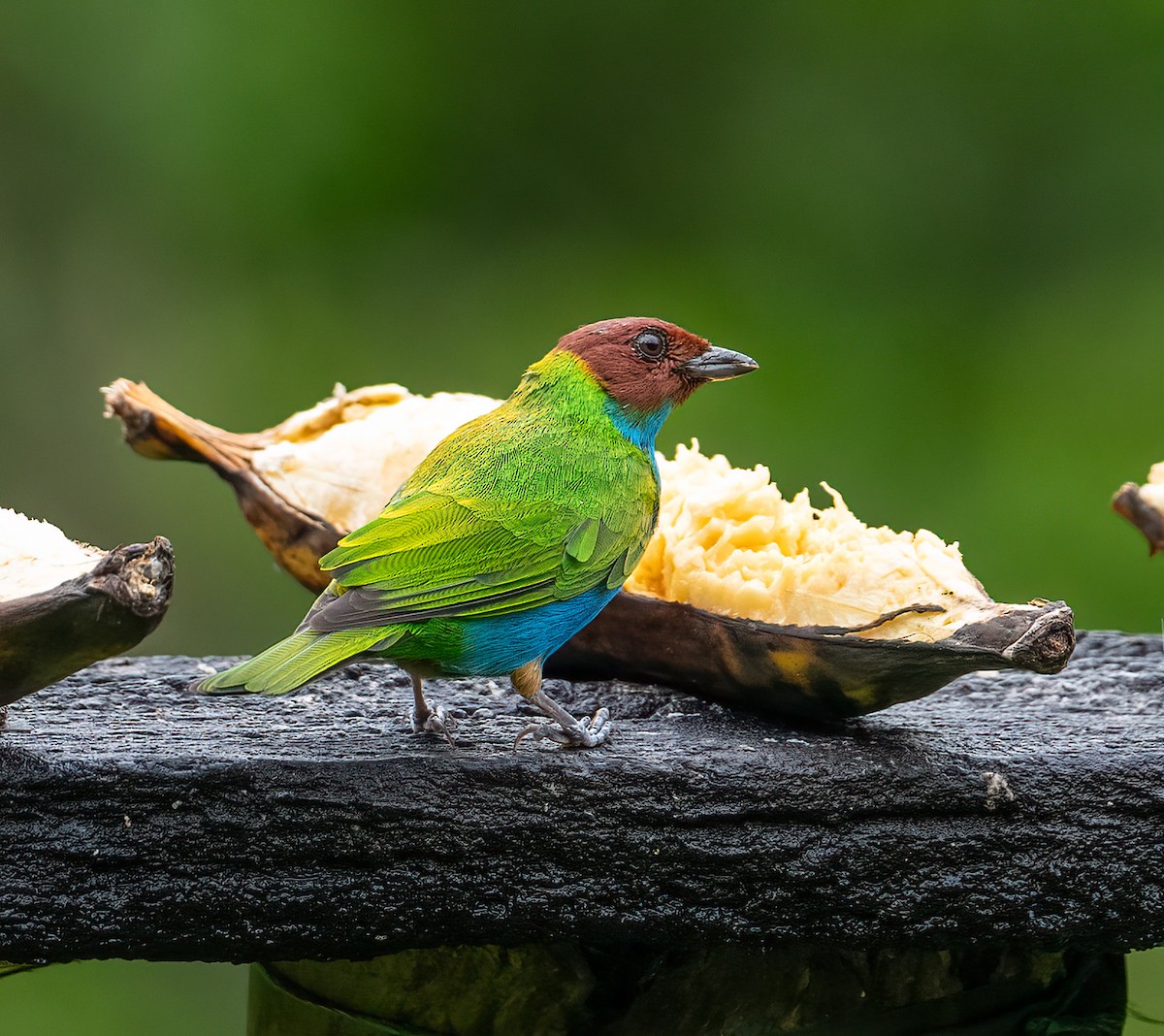 Bay-headed Tanager - ML621609967