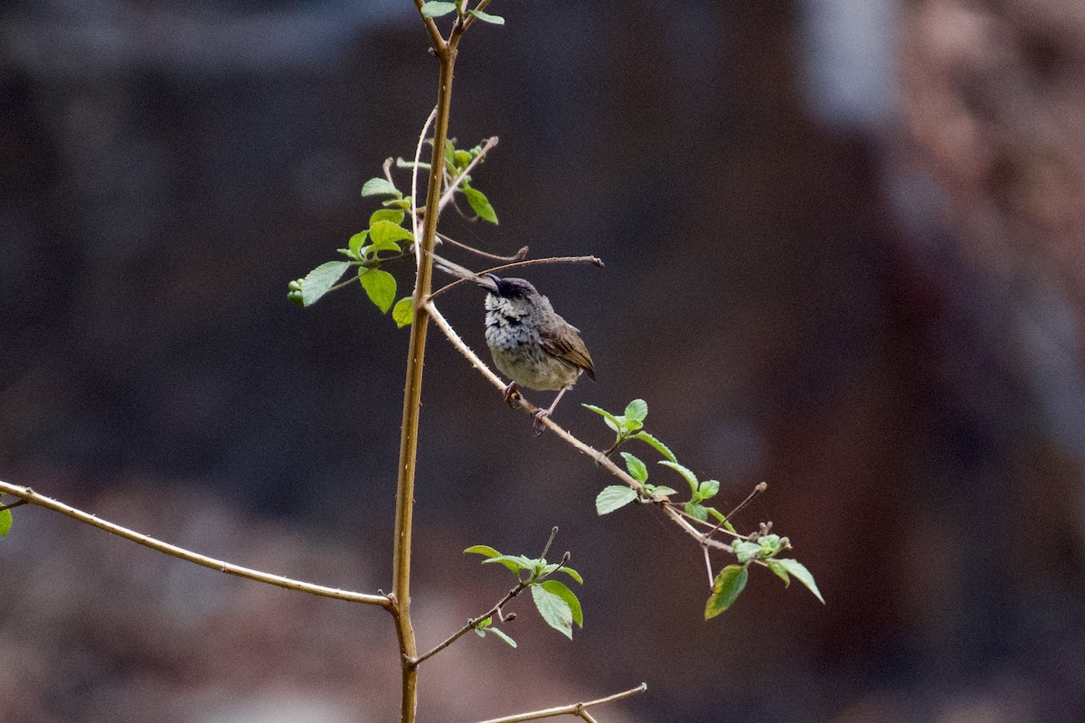 Himalayan Prinia - ML621609969