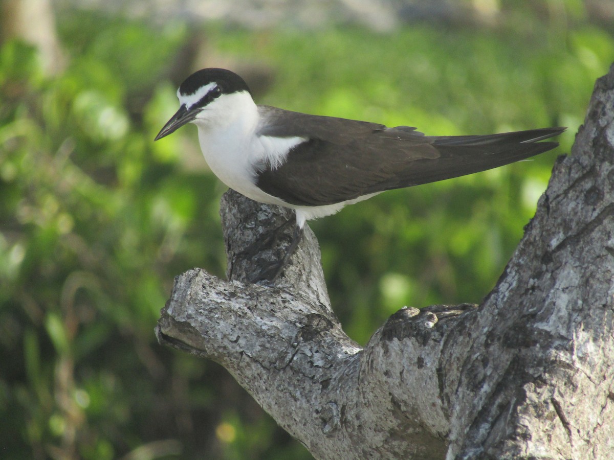 Bridled Tern - ML621609972