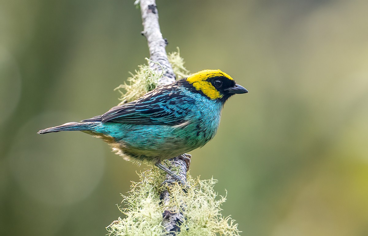 Saffron-crowned Tanager - ML621609975