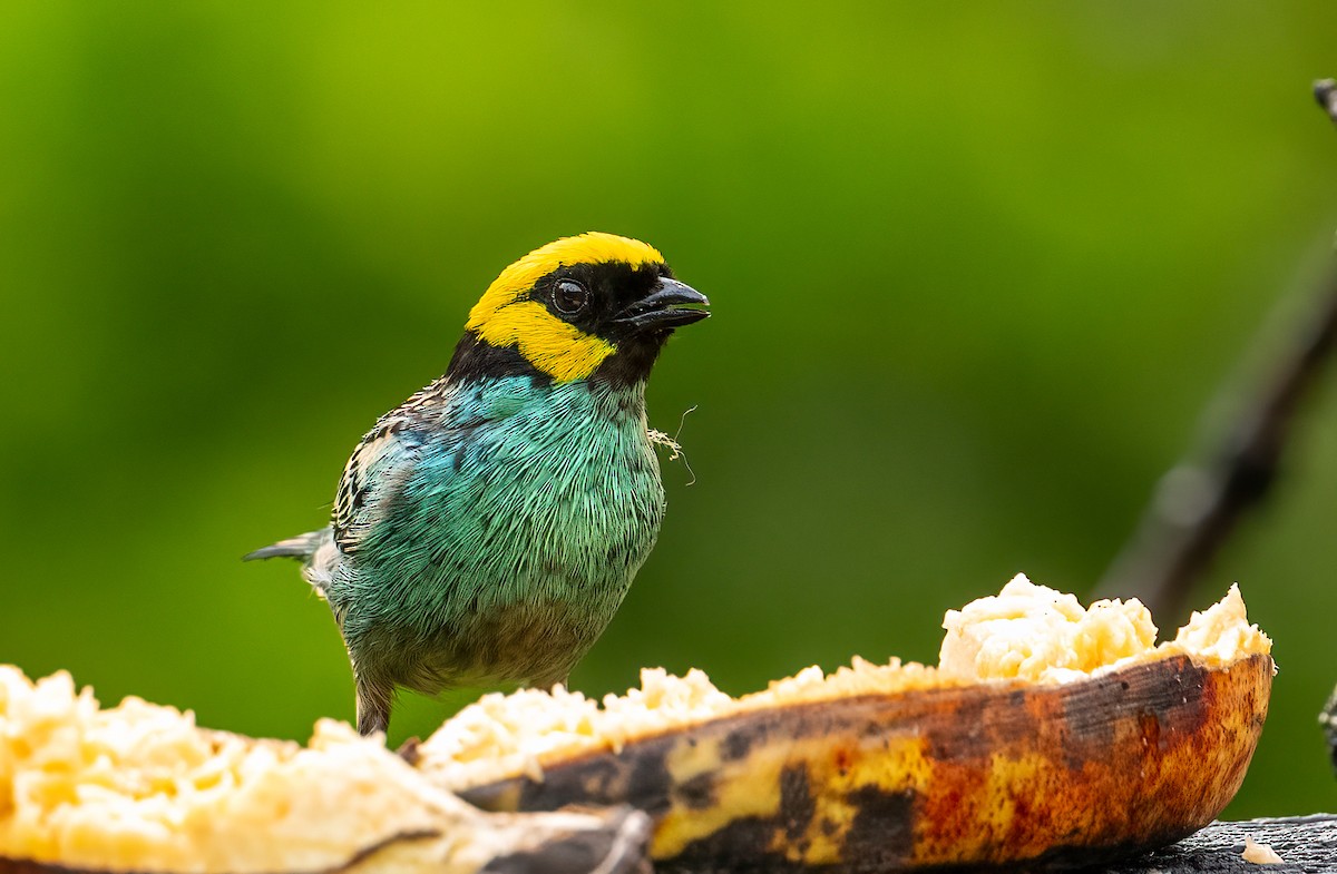Saffron-crowned Tanager - ML621609979