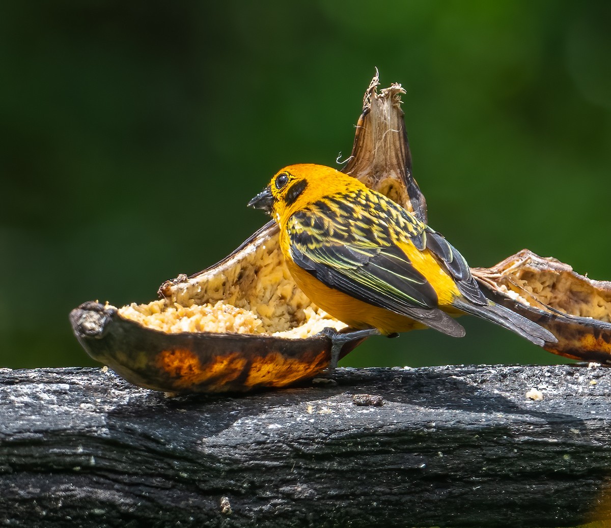 Golden Tanager - ML621609990