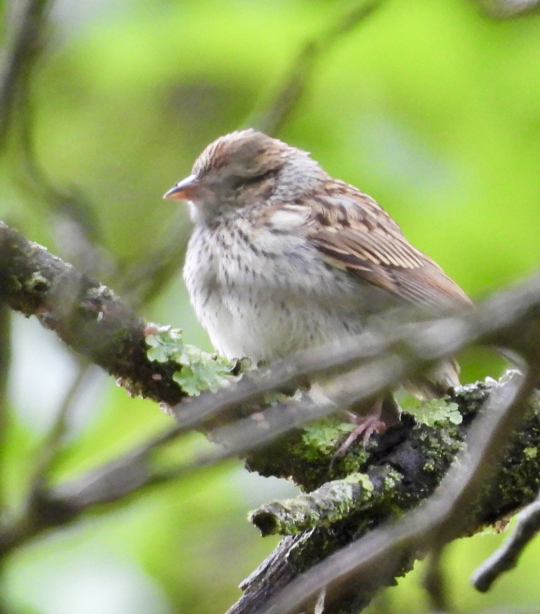 Chipping Sparrow - ML621609994