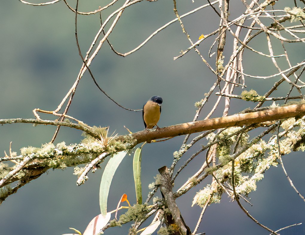 Rusty Flowerpiercer - ML621609996