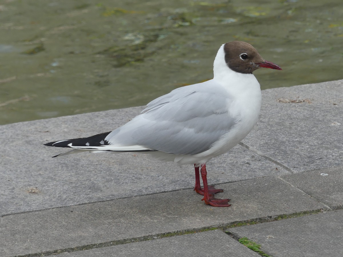 Black-headed Gull - Jan Richtr