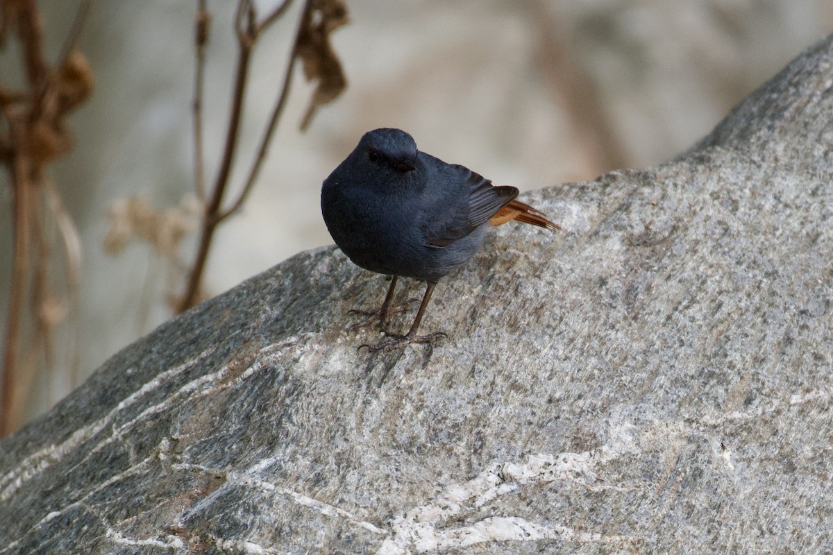 Blue-capped Rock-Thrush - ML621610009