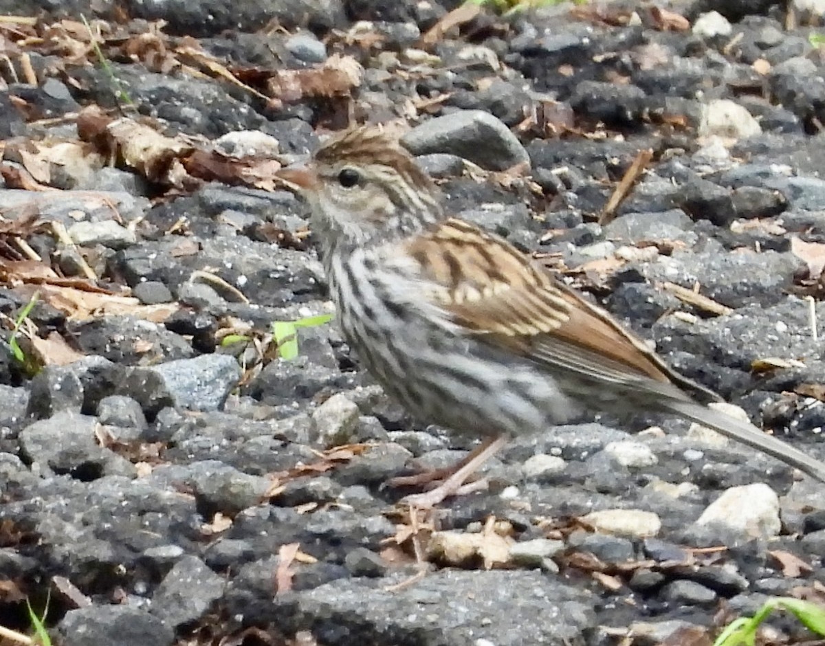 Chipping Sparrow - ML621610052