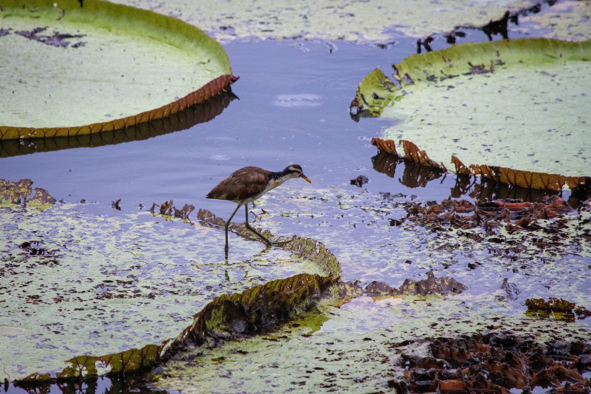 Jacana Suramericana - ML621610058