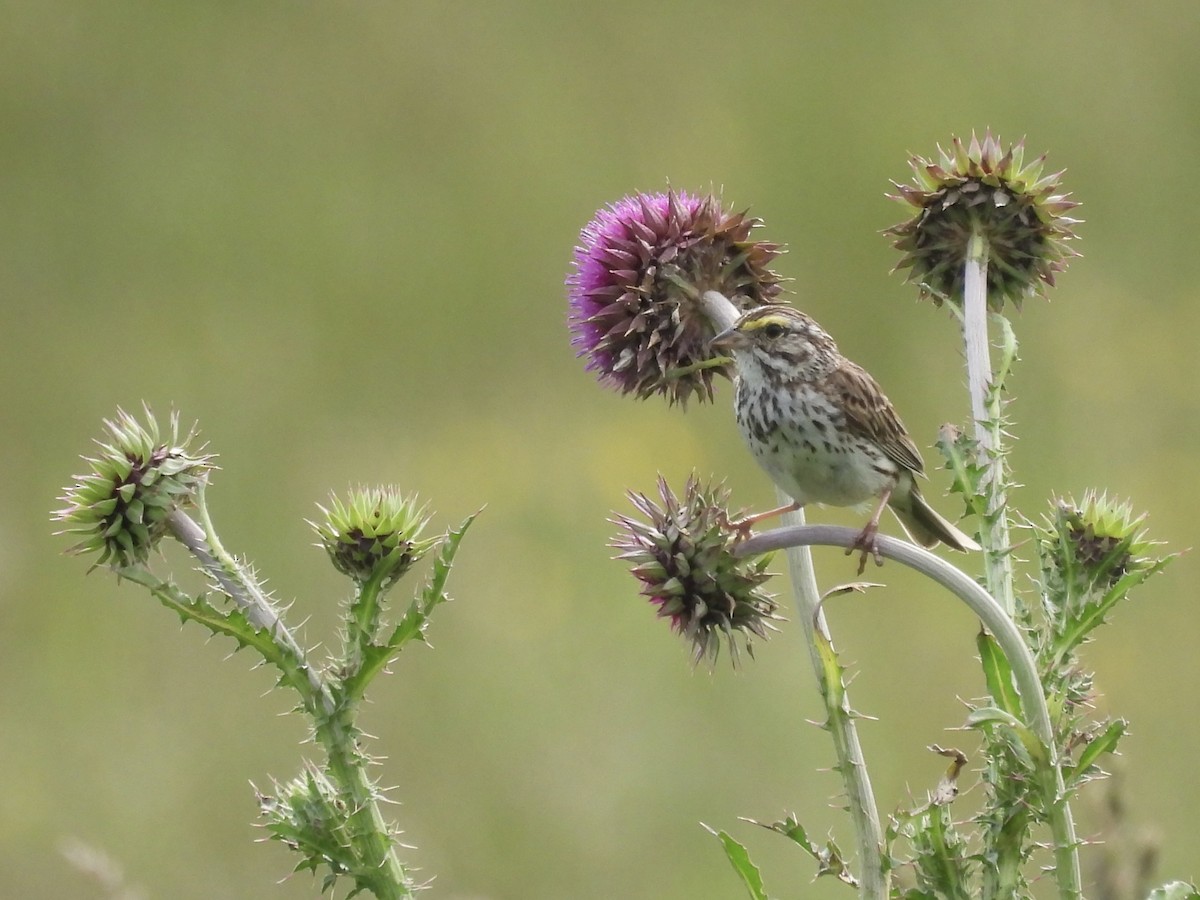 Savannah Sparrow - ML621610094