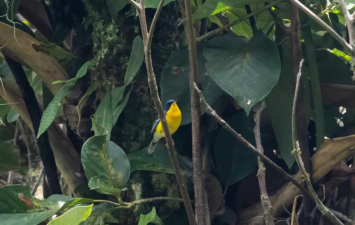 Tropical Parula - ML621610117