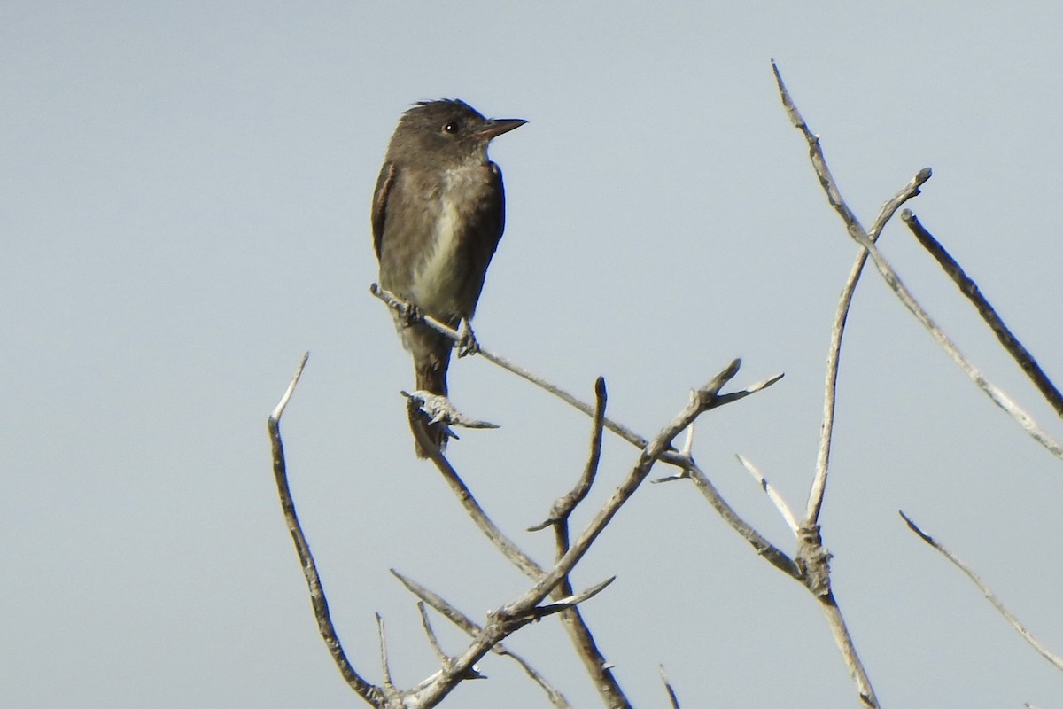 Olive-sided Flycatcher - ML621610140