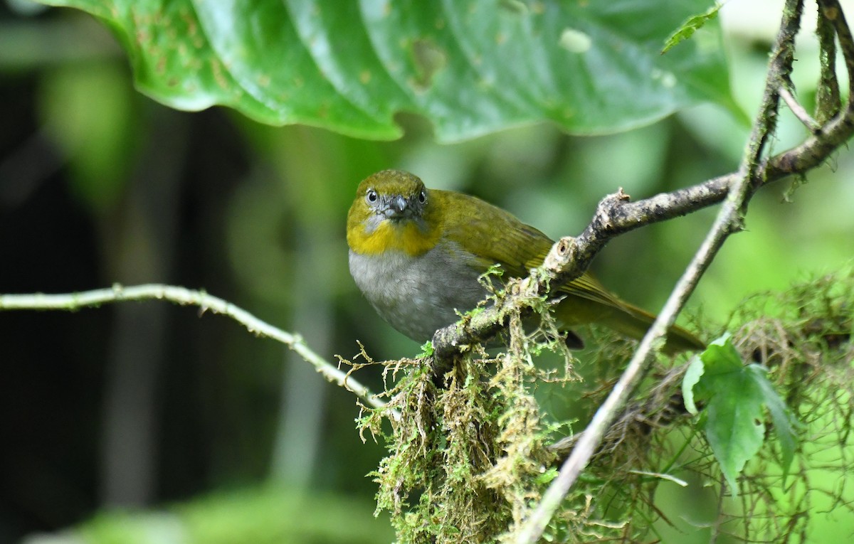 Yellow-throated Chlorospingus - ML621610144