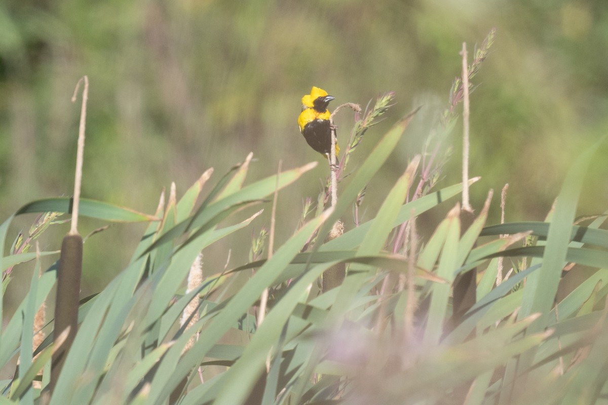 Yellow-crowned Bishop - ML621610188