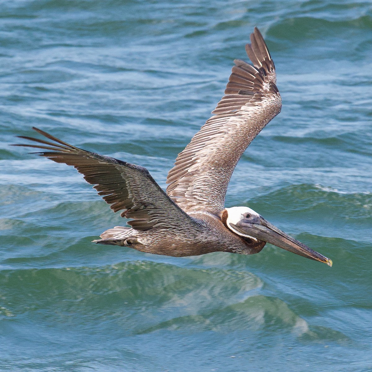 Brown Pelican - Matt Altieri