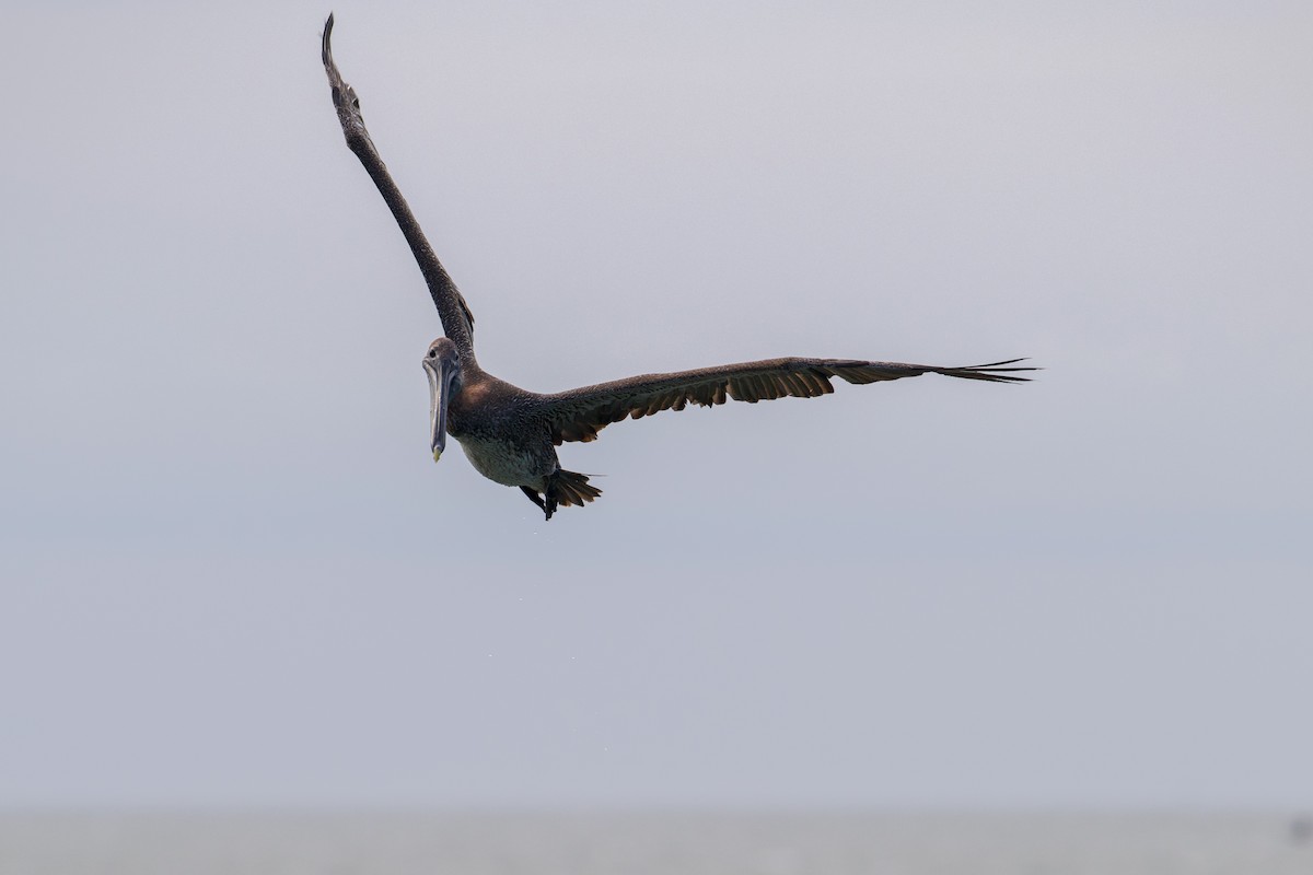 Brown Pelican - Matt Altieri