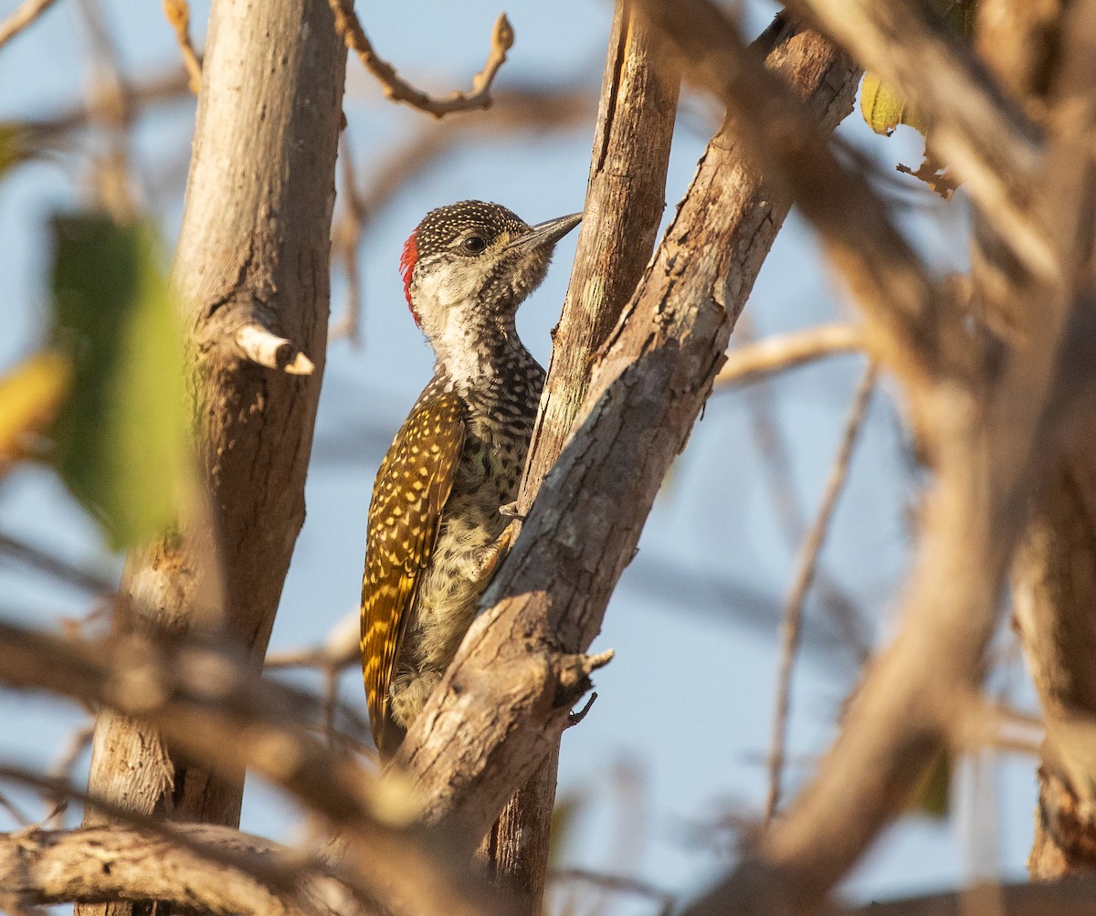 Golden-tailed Woodpecker (Golden-tailed) - ML621610242