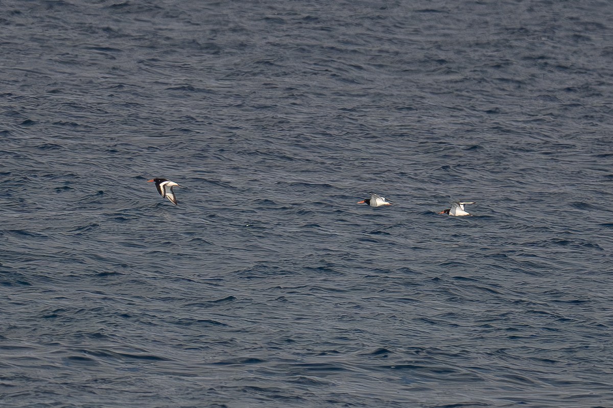 Eurasian Oystercatcher - ML621610297