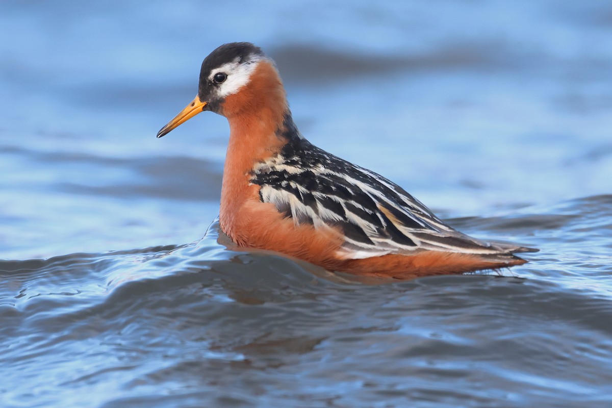 Red Phalarope - ML621610421