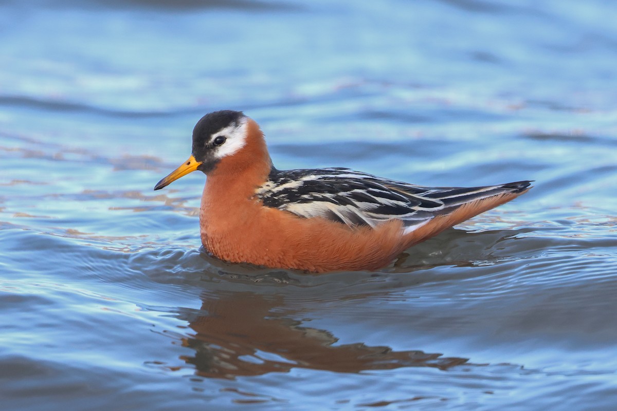 Phalarope à bec large - ML621610422