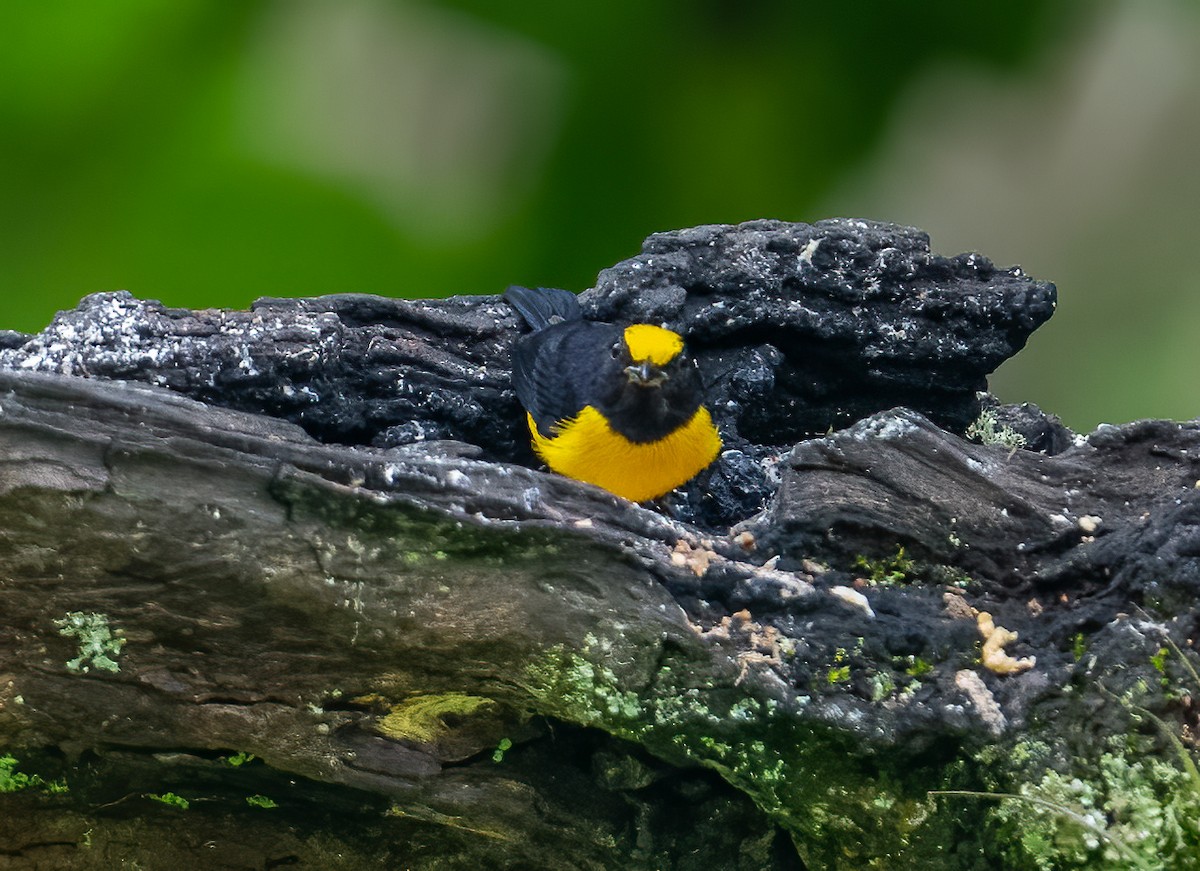 Orange-bellied Euphonia - ML621610433