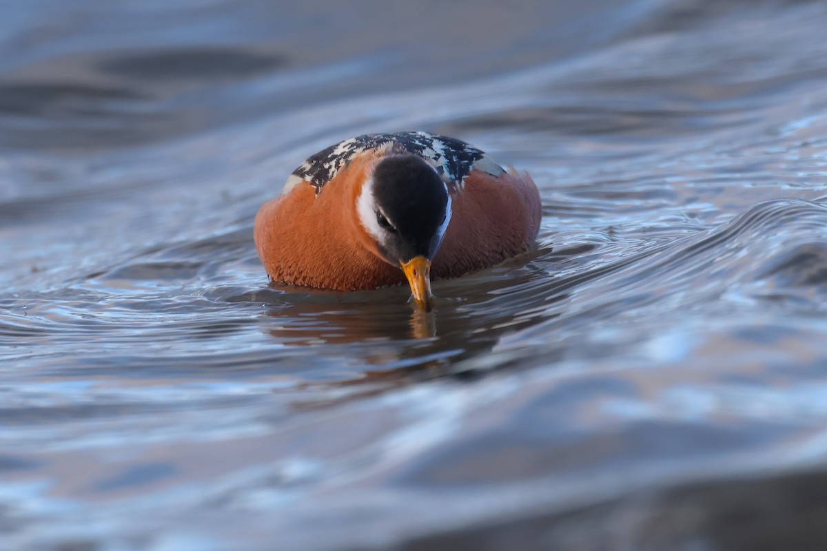 Phalarope à bec large - ML621610448