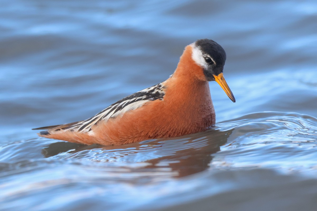 Phalarope à bec large - ML621610449