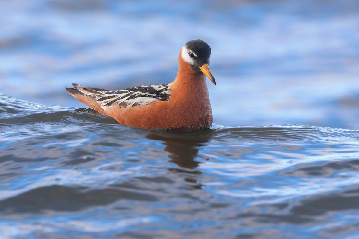 Phalarope à bec large - ML621610450