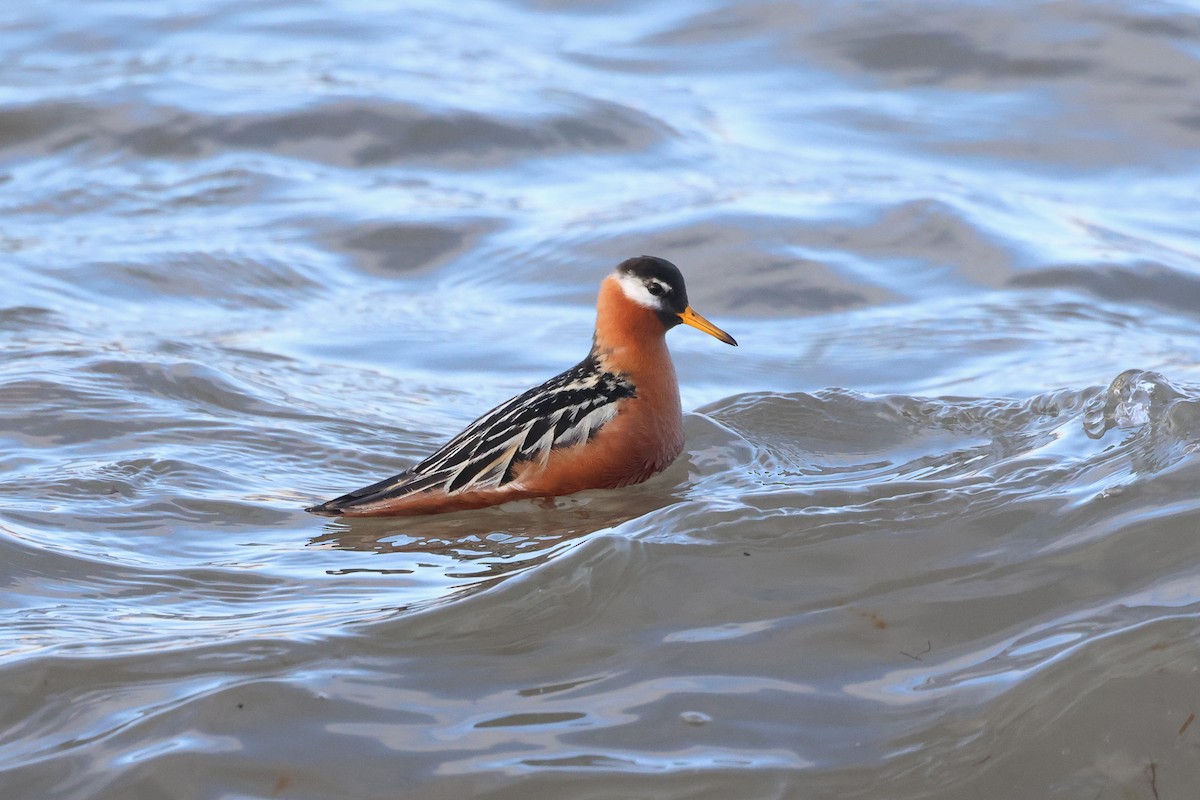 Phalarope à bec large - ML621610451