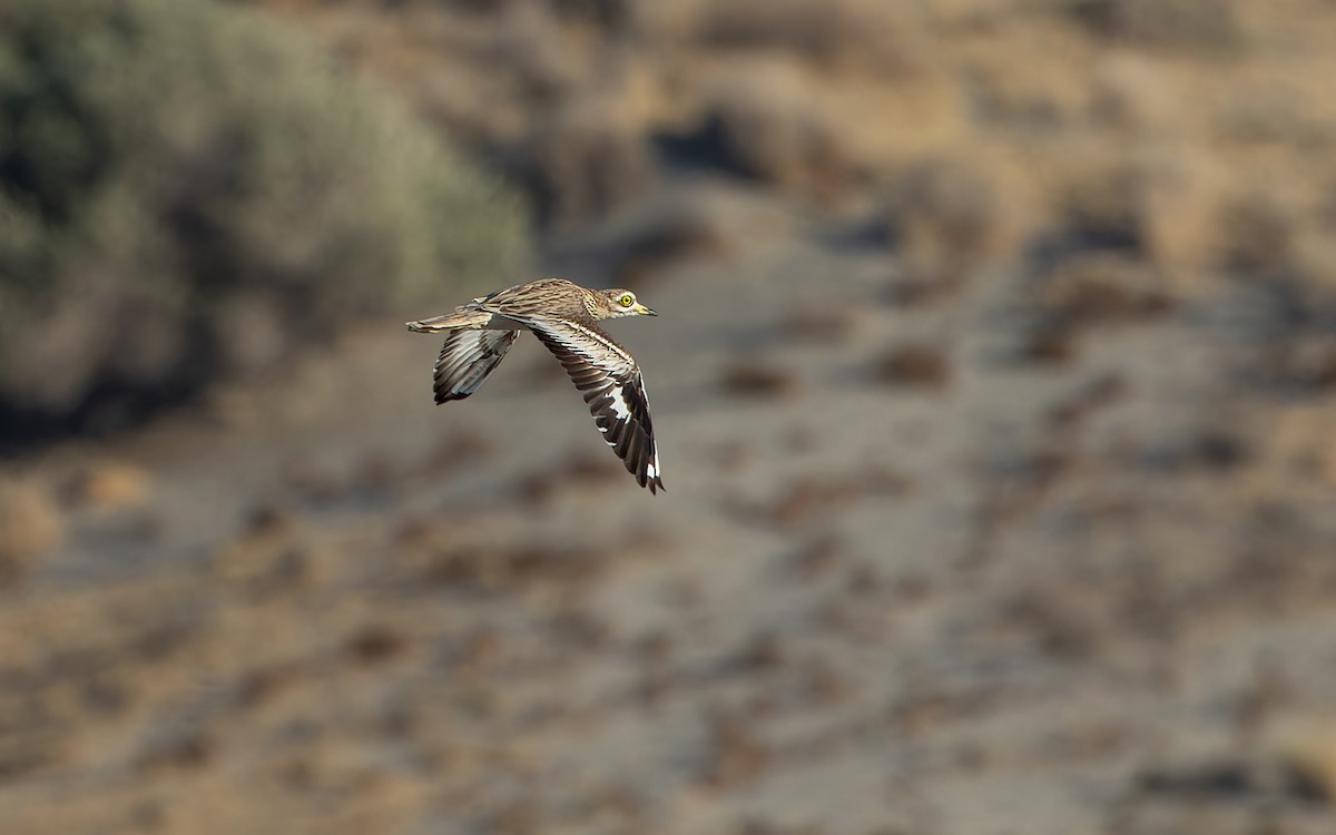 Eurasian Thick-knee - ML621610469