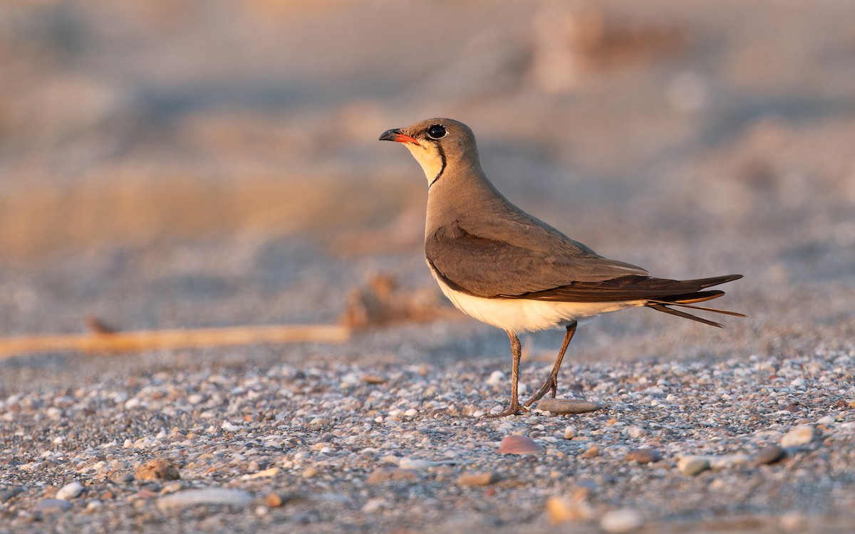 Collared Pratincole - ML621610472