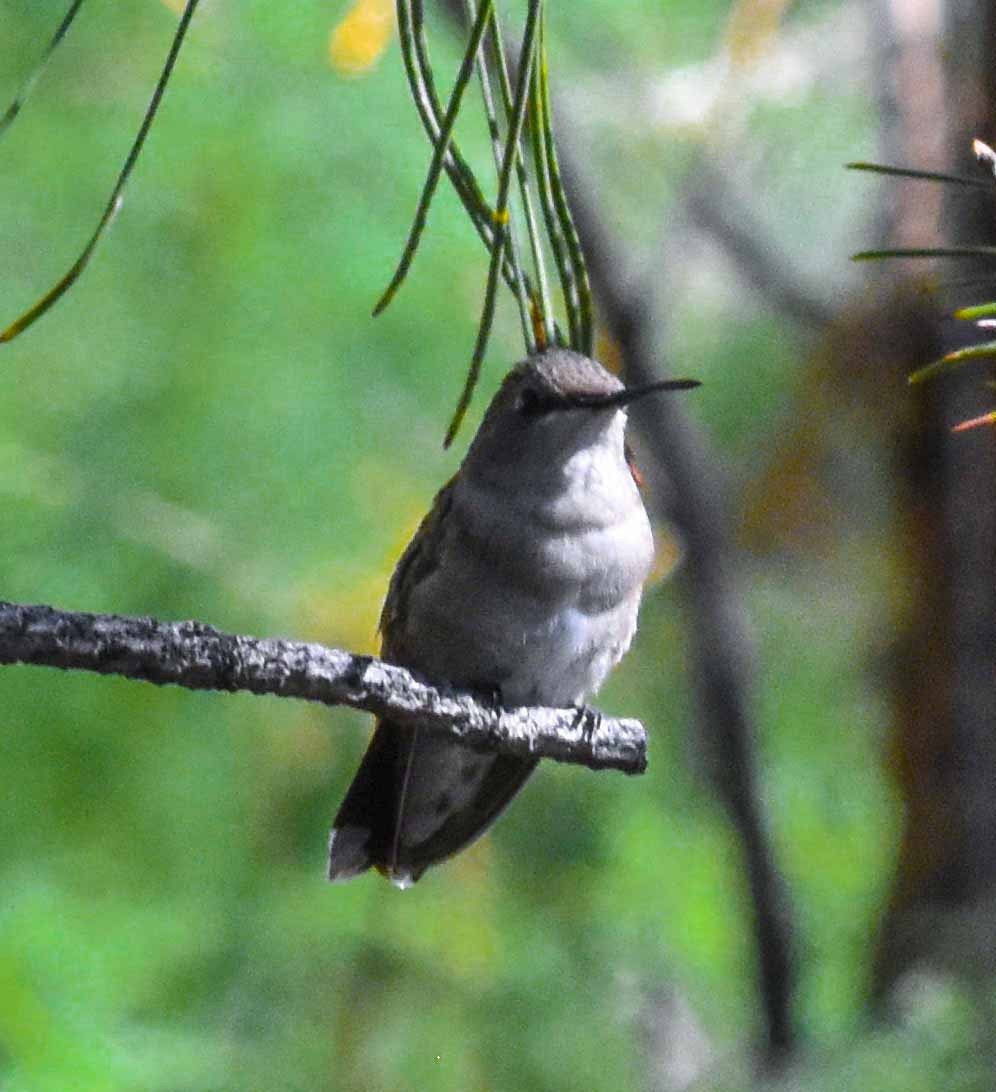 Black-chinned Hummingbird - ML621610473