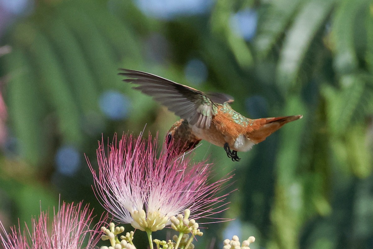 Allen's Hummingbird - ML621610508