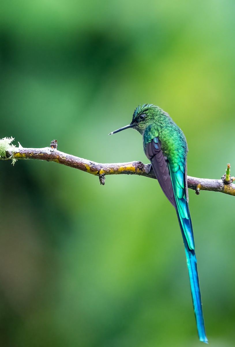 Long-tailed Sylph - ML621610583