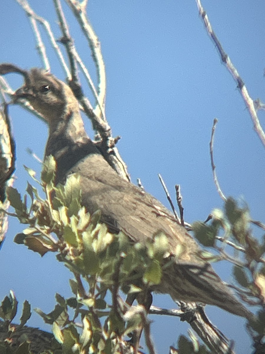 Gambel's Quail - Mathew Brown