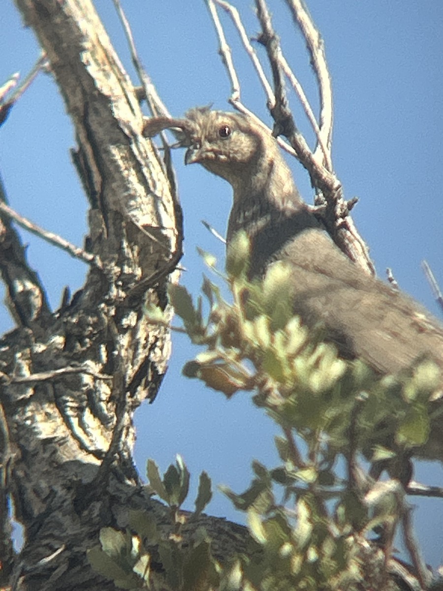 Gambel's Quail - ML621610594