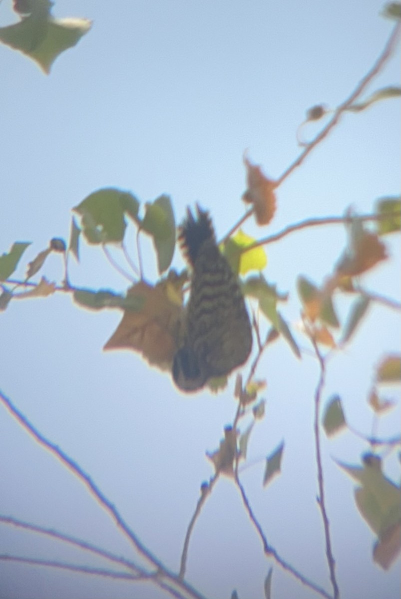 Ladder-backed Woodpecker - Mathew Brown