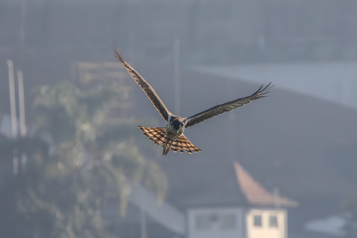 Aguilucho de Azara - ML621610765