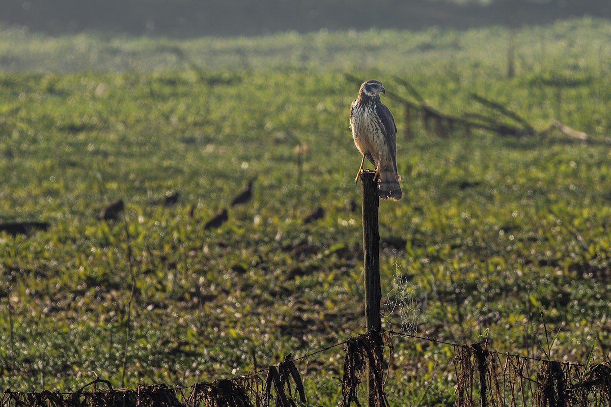 Long-winged Harrier - Guto Magalhães