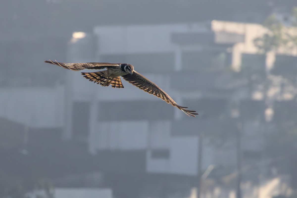 Long-winged Harrier - Guto Magalhães