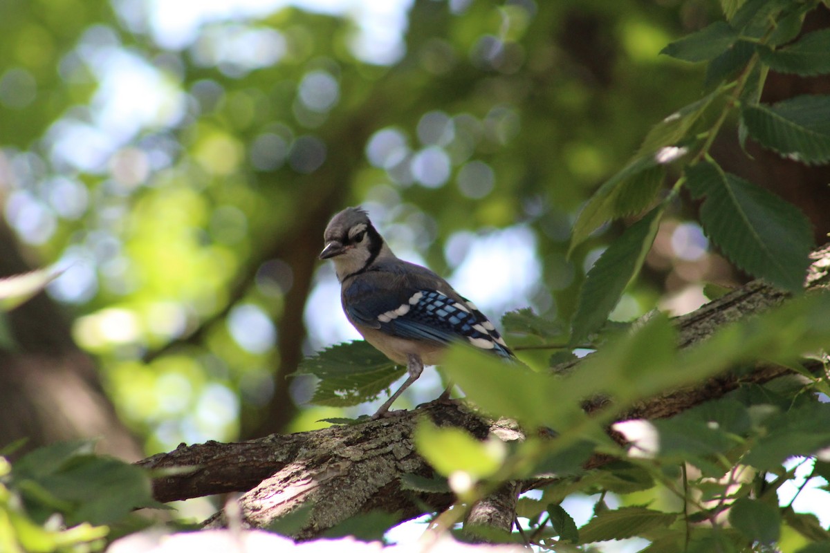 Blue Jay - ML621610771