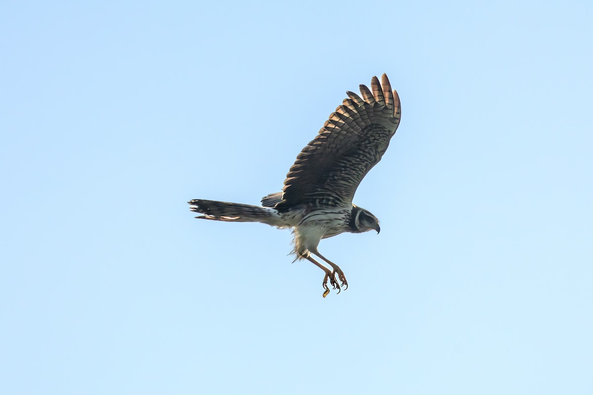 Aguilucho de Azara - ML621610772