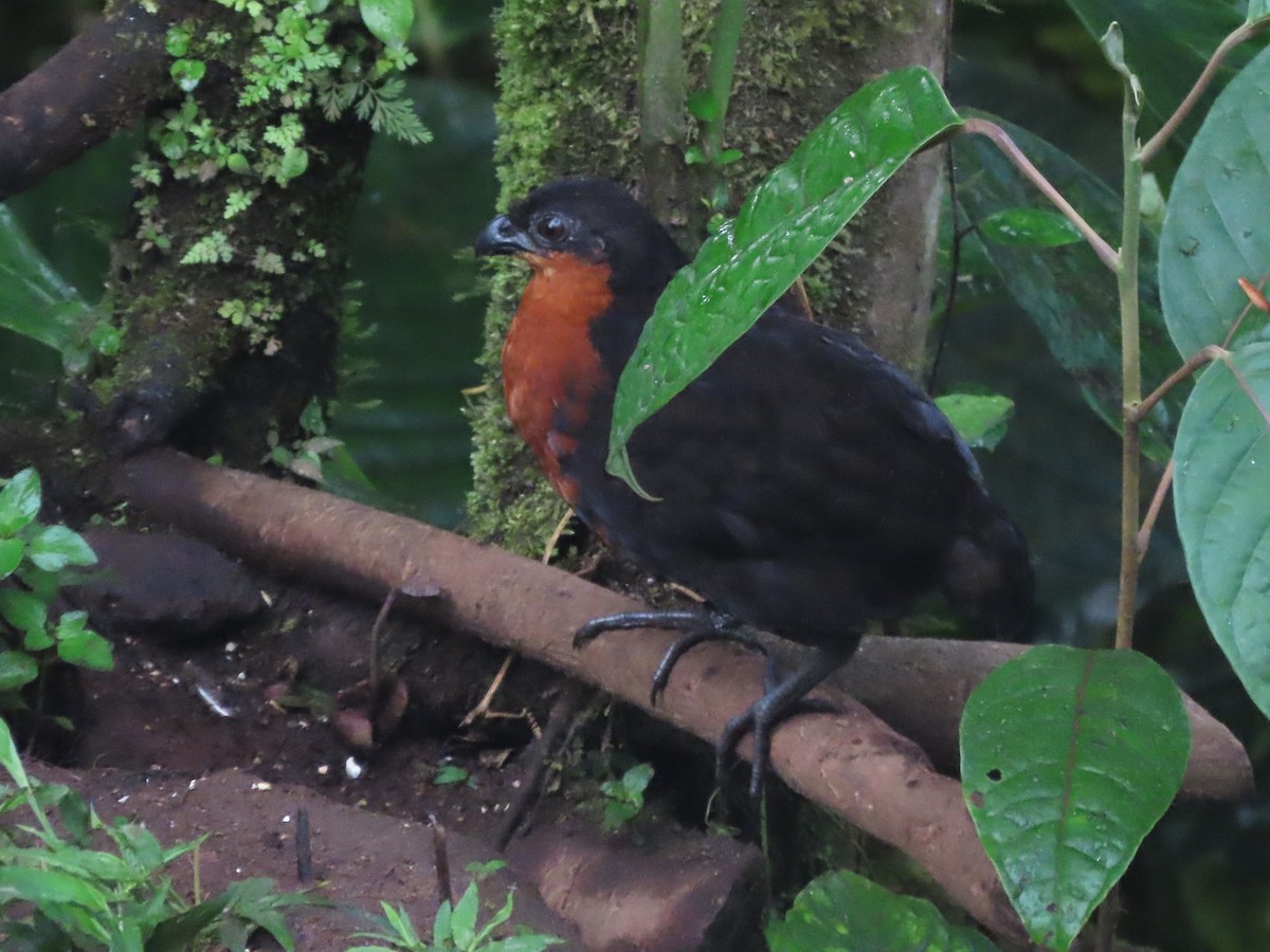 Dark-backed Wood-Quail - ML621610806